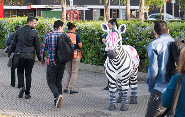 Zebra em São Paulo (SP) alerta para tipo de câncer raro