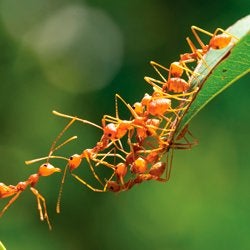 Unindo barreiras: como cientistas que estudam doenças raras estão construindo comunidades interdisciplinares para impulsionar a pesquisa e a inovação.